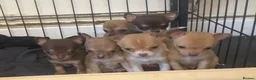 Chihuahua dogs for sale: CHIHUAHUA PUPPIES 3 only available now  - Advert 9