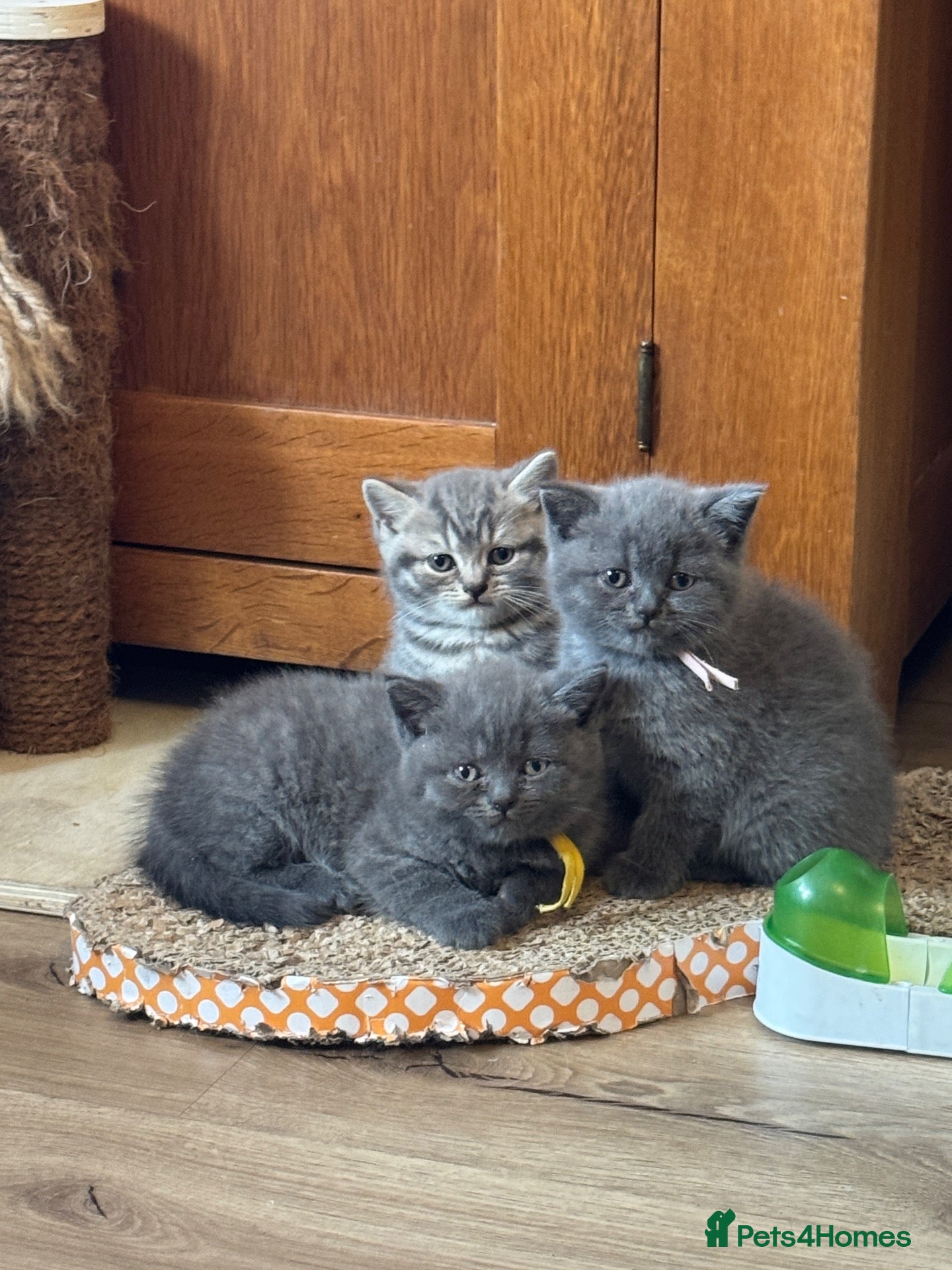 British Shorthair cats British shorthair pedigree kittensi, READY NOW   - Advert 2