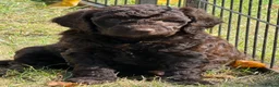 Cockapoo dogs for sale: F1b Cockapoos 5⭐️ Licensed Breeder Full DNA Clear - Advert 3