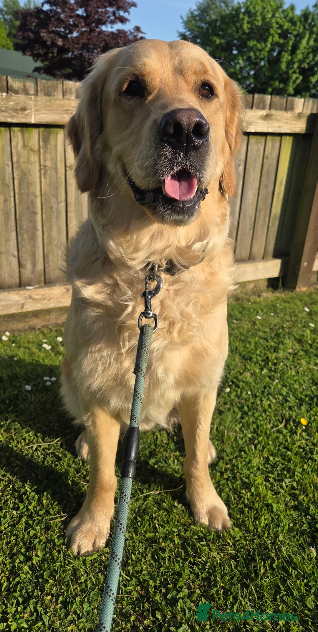 Golden Retriever dogs for stud: 0/0 Hips Proven Working Golden Retriever For Stud  in Taunton - Advert 3