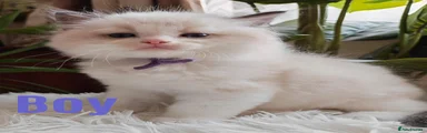 Ragdoll 3