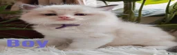 Ragdoll cats for sale: PUREBRED RAGDOLL KITTENS GCCF REGISTERED  - Advert 22