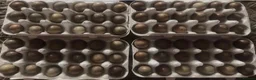 Quail poultry for sale: QUAIL HATCHING EGGS/CHINESE PAINTED BUTTONS - Advert 1