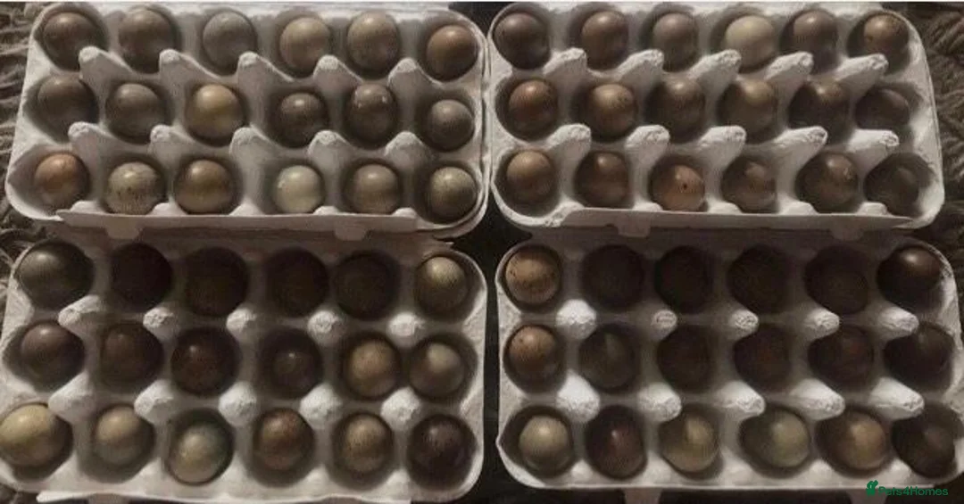 Quail poultry for sale: QUAIL HATCHING EGGS/CHINESE PAINTED BUTTONS - Advert 1