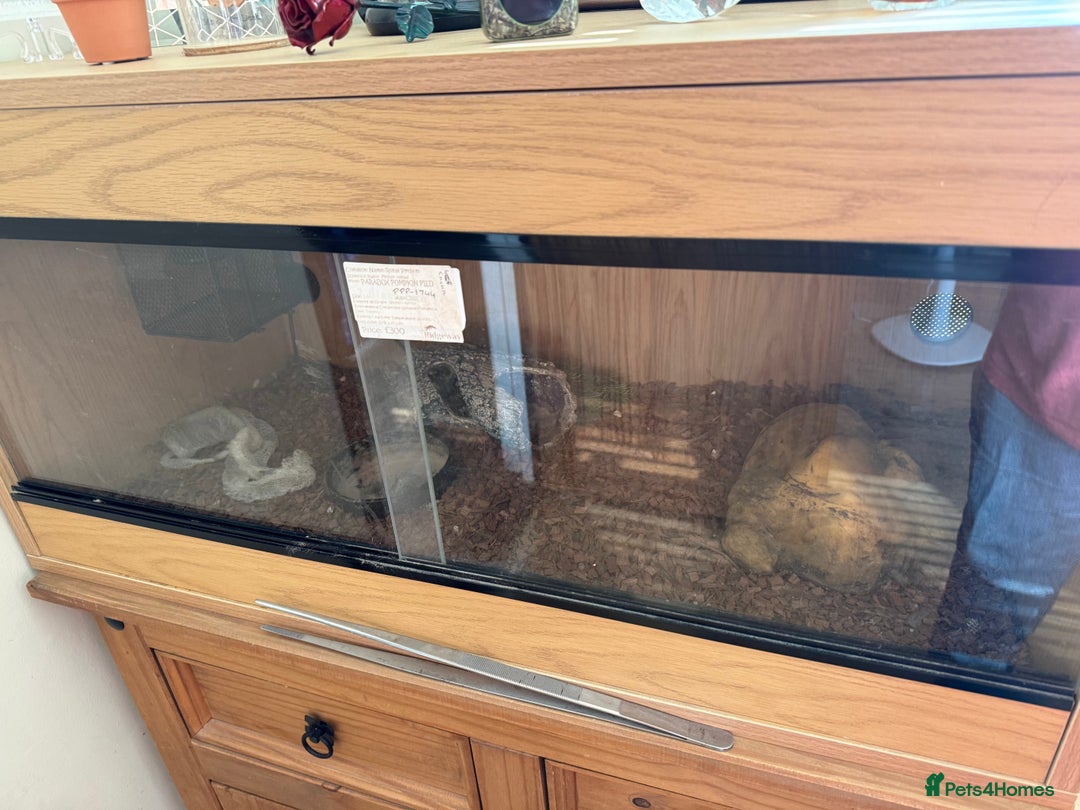 Python Snake reptiles for sale: Royal python  - Image 2