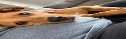 Mixed Breed dogs for sale: ❗️ AMERICAN STAFF X LURCHER GENTLE GIANT BOYCIE❗️ in Manchester - Advert 6