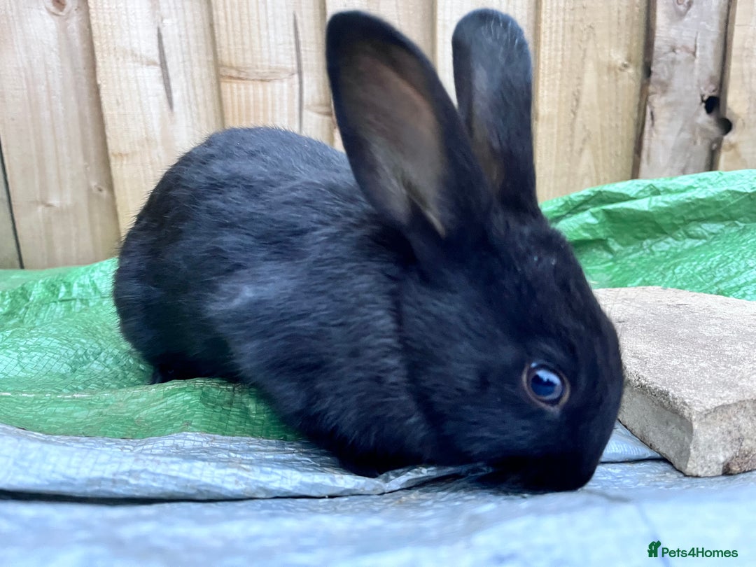 English rabbits for sale: New Zealand cross English babies - Image 9