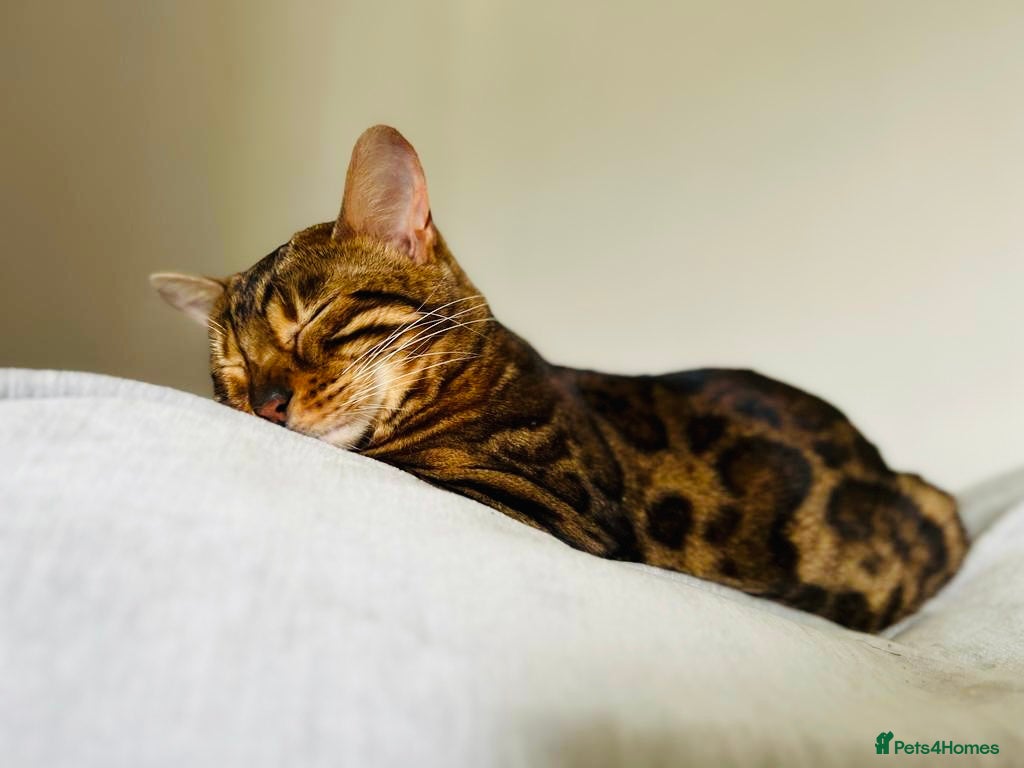 Bengal cats for sale: Beautiful Bengal Female Cat - Advert 12