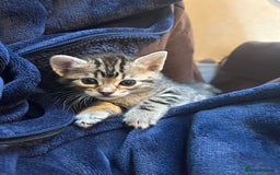 Bengal cats for sale: Half Bengal kittens   - Image 2