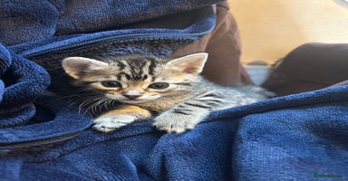 Bengal cats - Advert 8