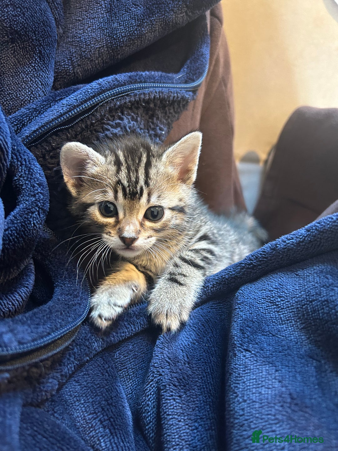 Bengal cats for sale: Half Bengal kittens   - Image 2