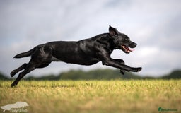 Labrador Retriever dogs for stud: For Stud Black Labrador in Tiverton - Image 8