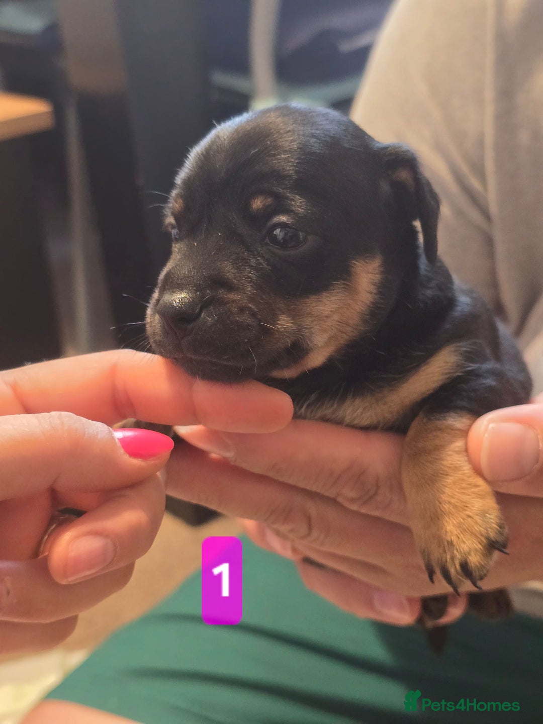 Jack Russell dogs for sale: Jack Russell puppy  - Image 3