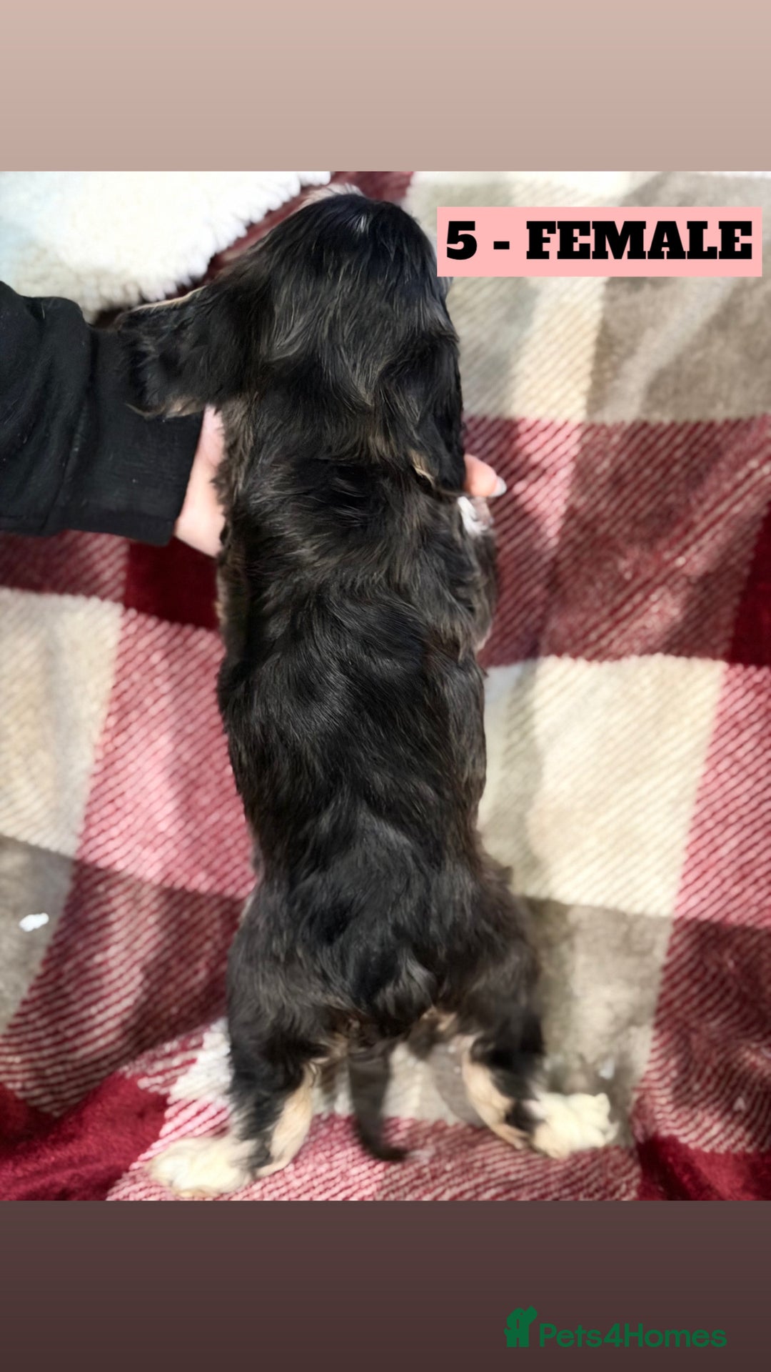 Cockapoo dogs for sale: BEAUTIFUL F2 COCKAPOO PUPPIES - 4 BOYS AND 4 GIRLS - Advert 15