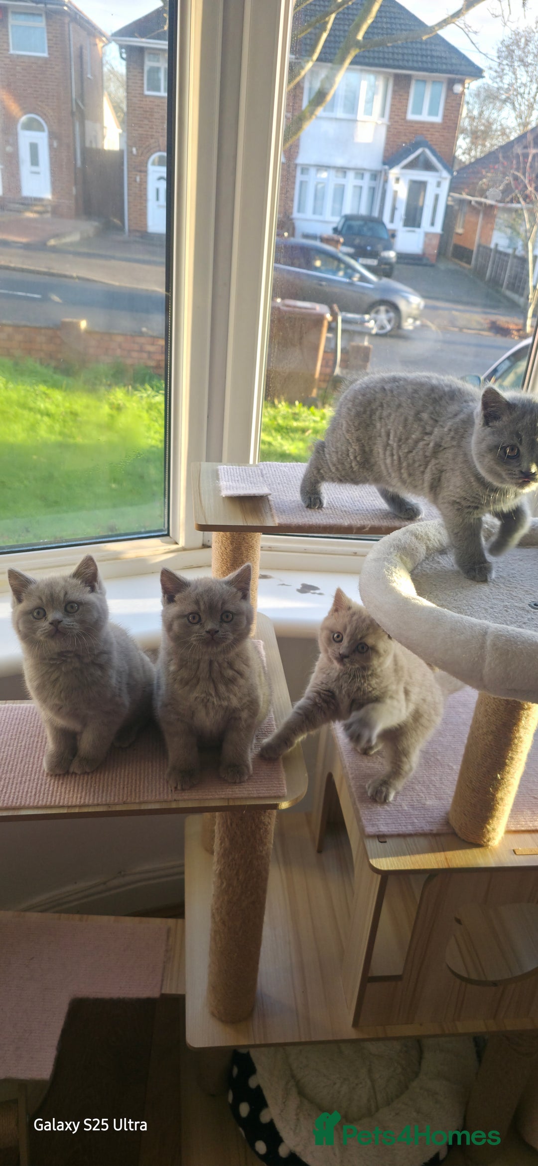 British Shorthair cats for sale: British ShortHair 🐈‍⬛ - Advert 6