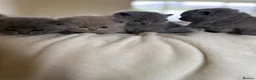 British Shorthair cats for sale: 4 British shorthair kittens  - Advert 2