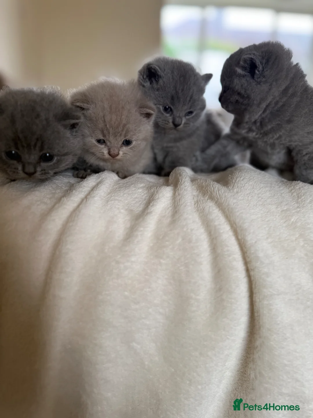 British Shorthair cats for sale: 4 British shorthair kittens  - Advert 2