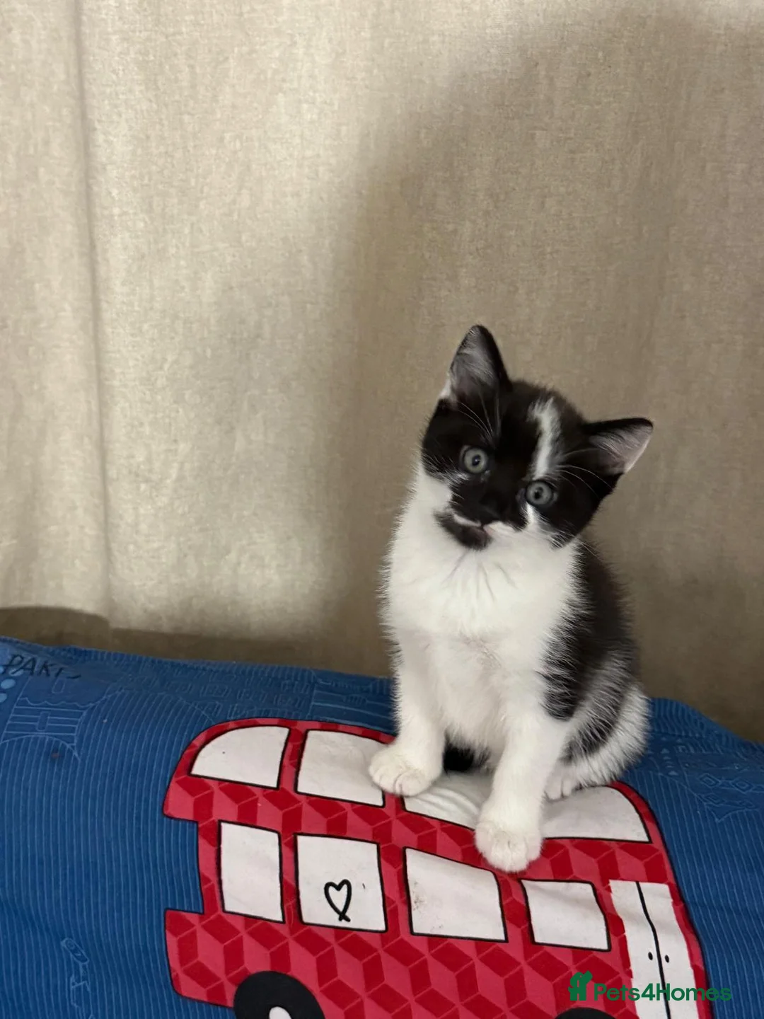 American Shorthair cats for sale: I am Abuu, i like to have caring all time parent. - Advert 6