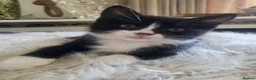 Mixed Breed cats for sale: 3 Beautiful Fluffy Female Kittens - Ready Now in Croydon - Advert 9
