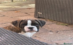 Boxer dogs for sale: Beautiful boxer puppies available  - Image 39