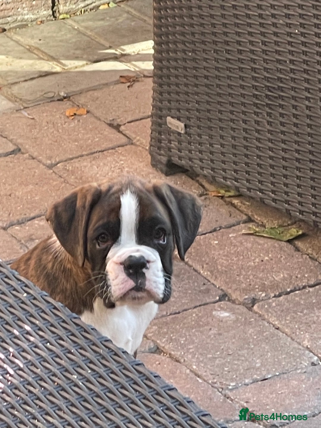 Boxer dogs for sale: Beautiful boxer puppies available  - Image 39