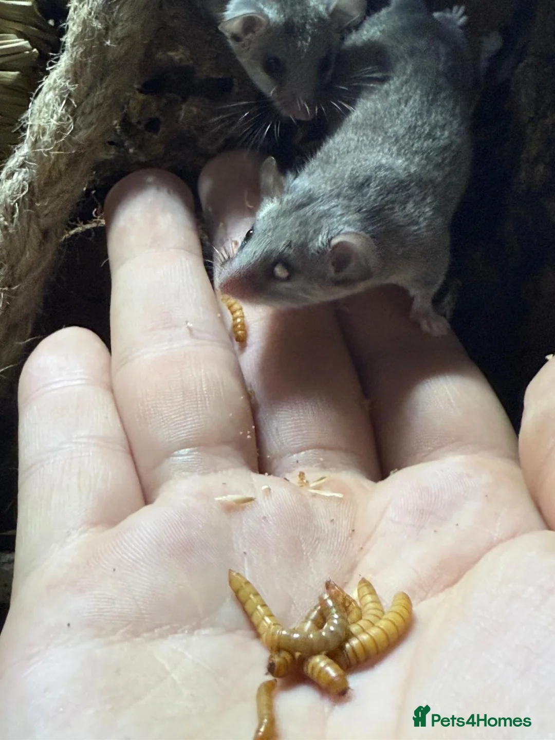 Mouse rodents for sale: Micro squirrels (African Pygmy dormice) in Grimsby - Advert 4