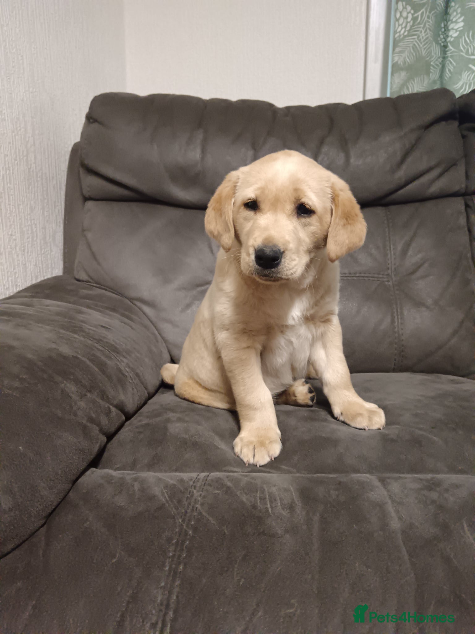 Labrador Retriever dogs 2 chunky fox red labs - Advert 2