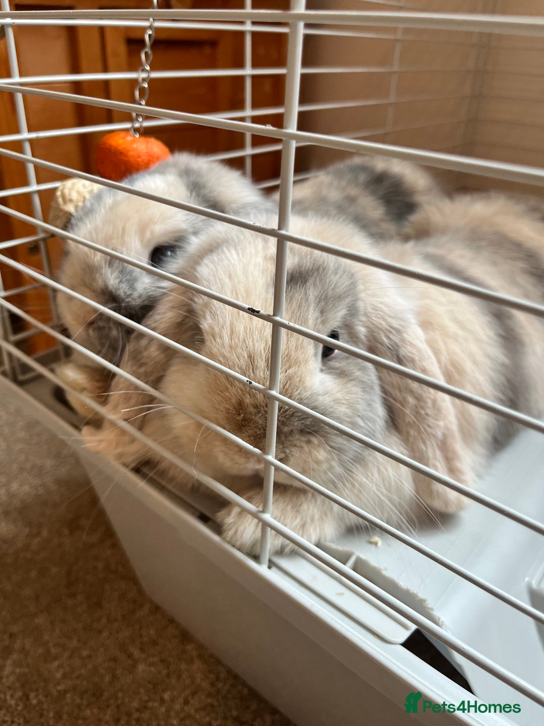 Mini Lop rabbits for sale: Brother & sister mini lops for rehoming  - Image 2