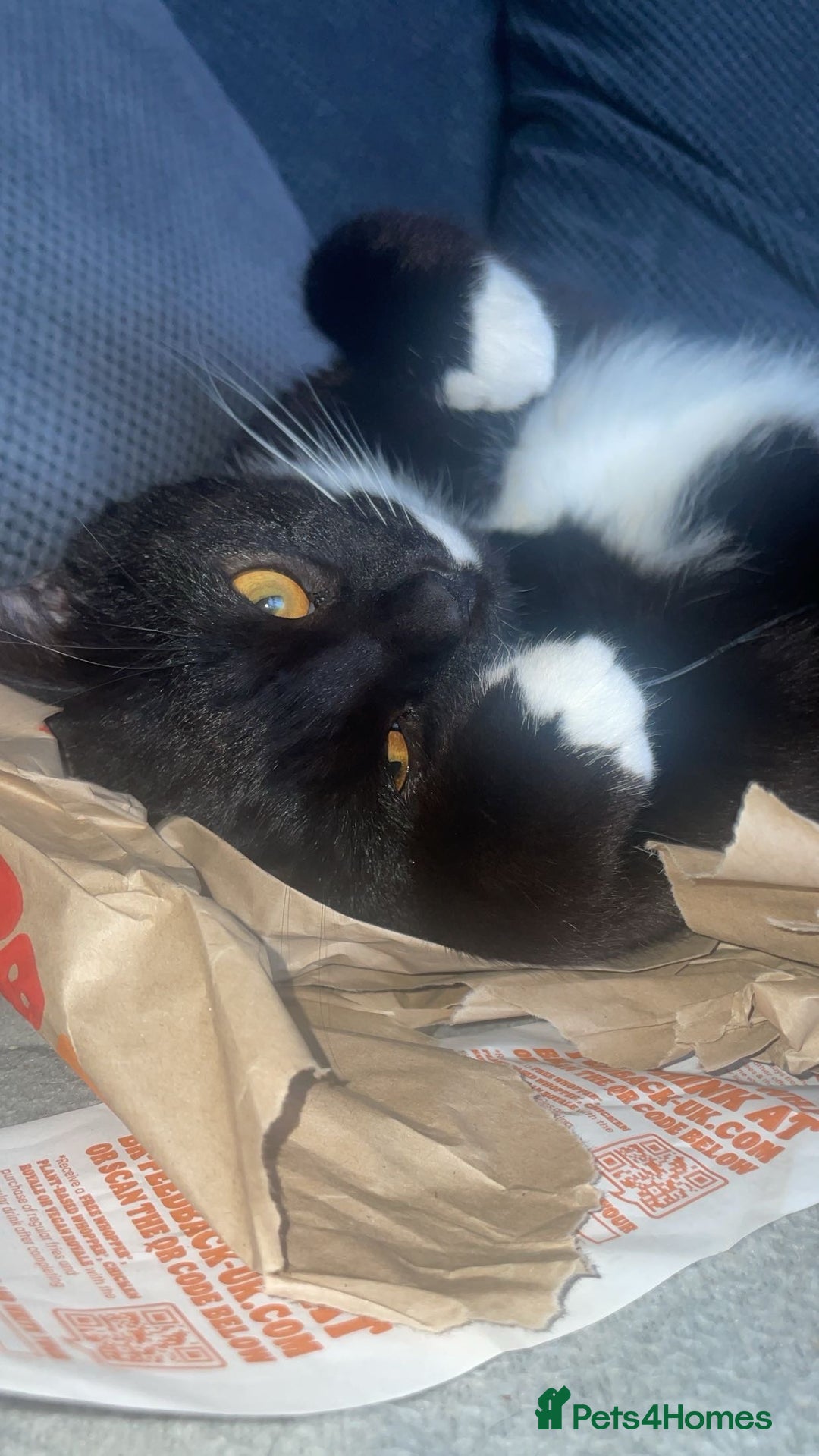 British Longhair cats for sale: Male cat  - Advert 3