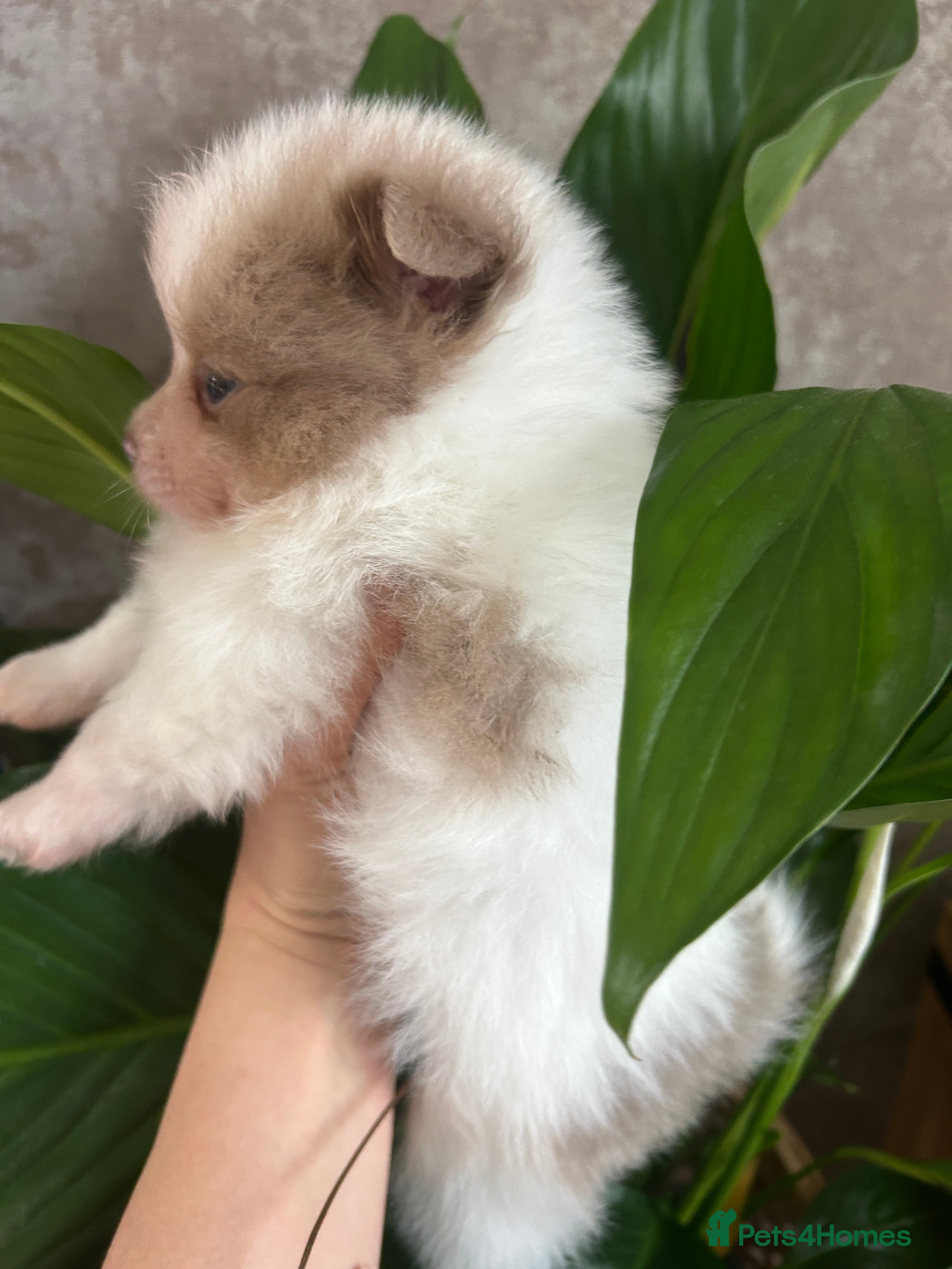 Pomeranian dogs Kc rainbow 🌈 Pomeranians  - Advert 3