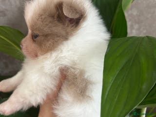 Pomeranian dogs Kc rainbow 🌈 Pomeranians - Advert 10