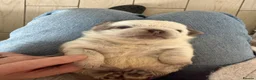 Pug dogs for sale: Kc lilac and choc pugs - 5 star licenced breeder - Advert 35