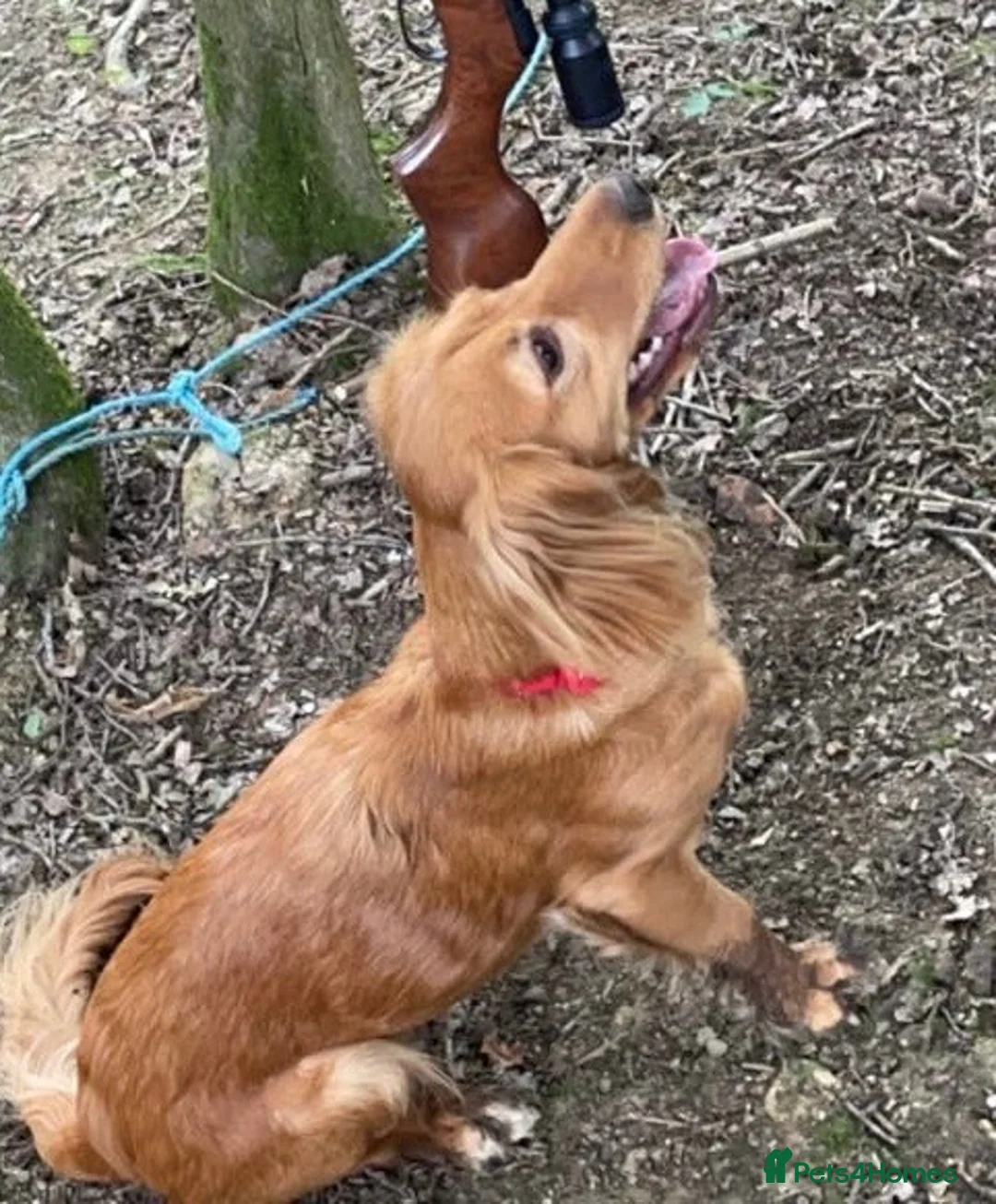 Mixed Breed dogs for sale: Working cocker spaniel puppies  - Advert 2