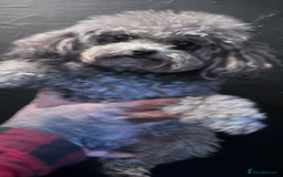 Maltipoo dogs for sale: F1 dollface Korean/Asian maltipoo fur babys  😍💙 - Advert 8