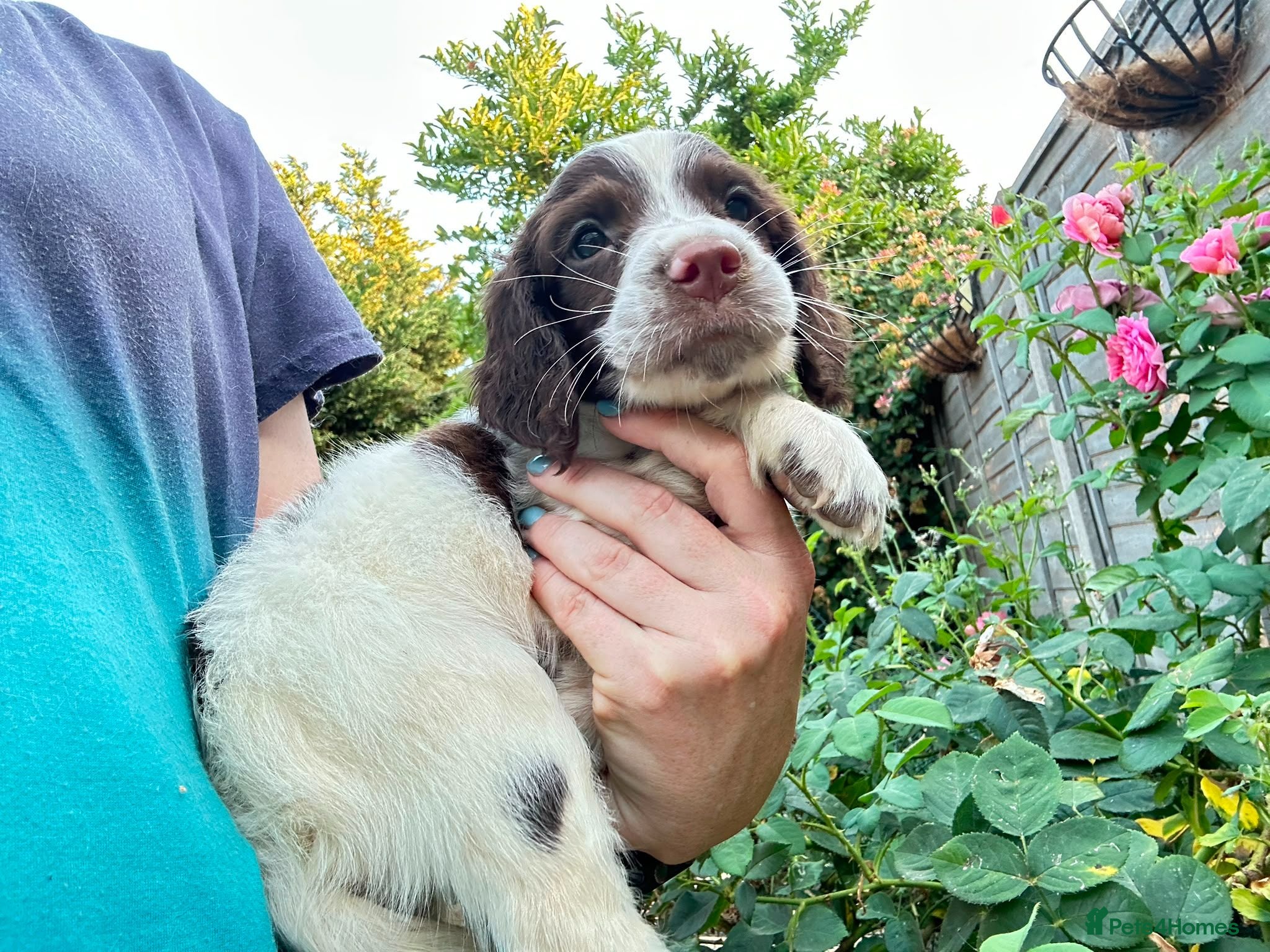 English Springer Spaniel dogs exceptionally well bred L&W / B&W springer puppies - Advert 1