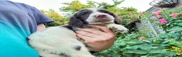 English Springer Spaniel dogs for sale: exceptionally well bred L&W / B&W springer puppies - Advert 1