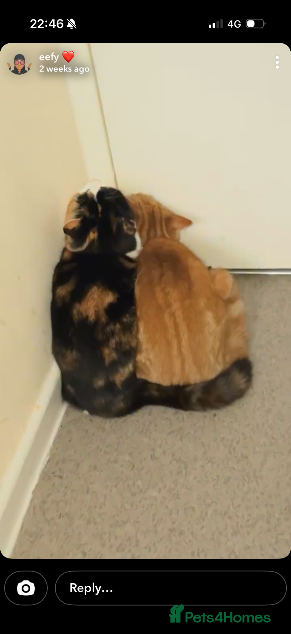 British Shorthair cats Benji and Sassy - Advert 8