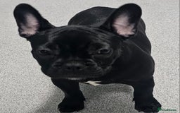 French Bulldog dogs for sale: 4 month old female French bulldog brindle - Image 1