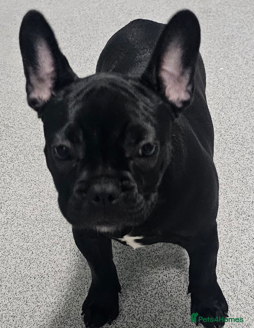 French Bulldog dogs for sale: 4 month old female French bulldog brindle - Image 1