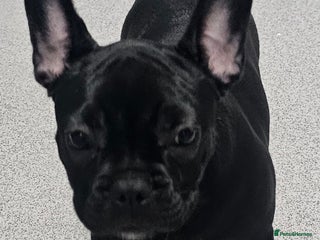 French Bulldog dogs - Advert 1