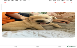 Labrador Retriever dogs for sale:  Labrador pups - Image 9