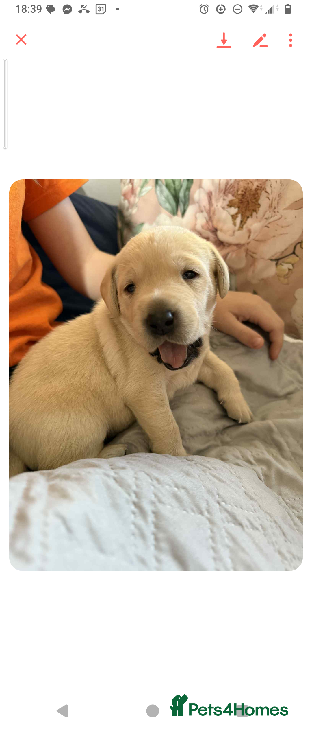 Labrador Retriever dogs for sale:  Labrador pups - Image 9