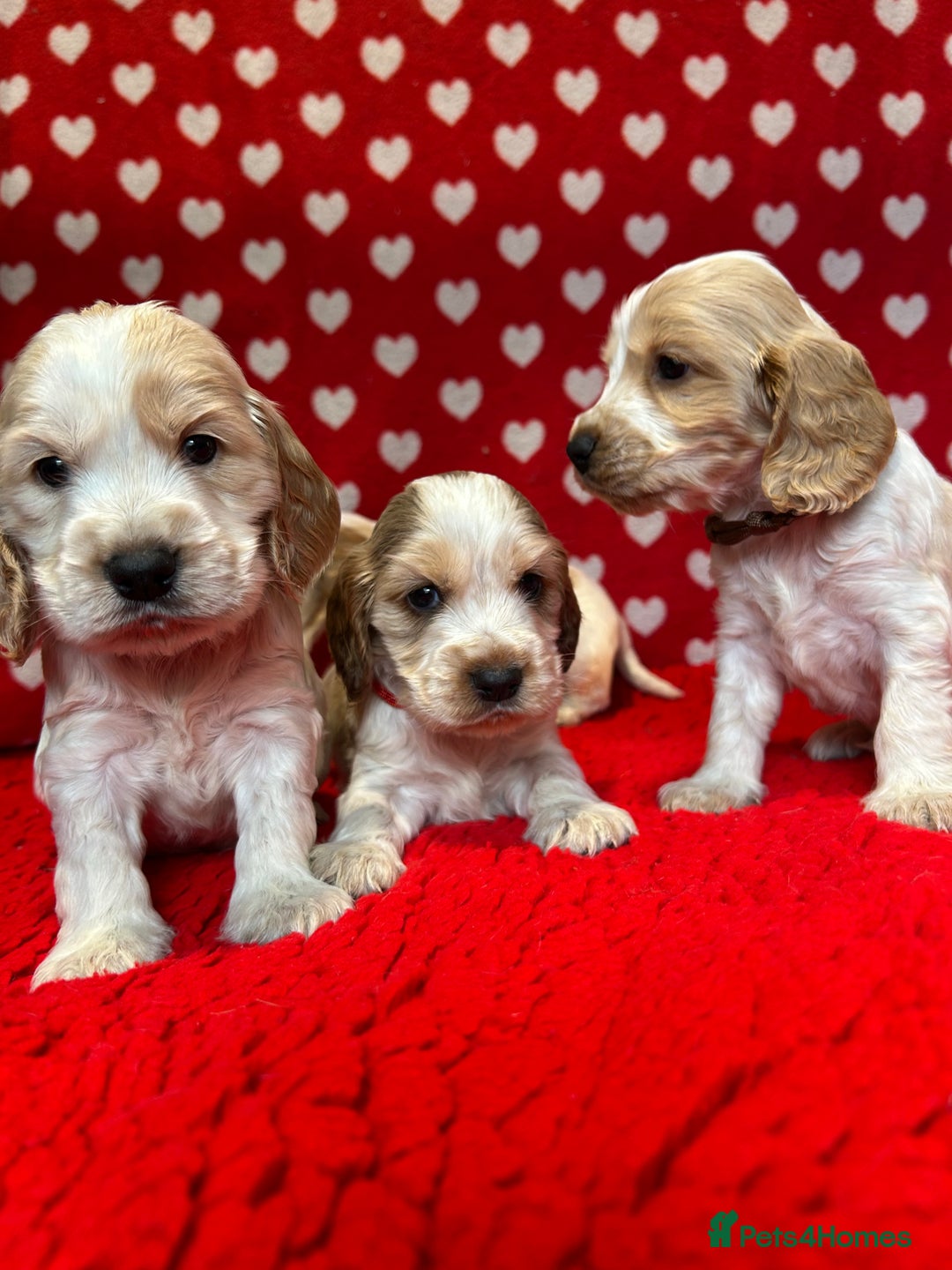 Cocker Spaniel dogs for sale: KC Registered show type cocker spaniel puppies.  - Advert 5