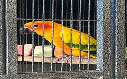 Conures birds for sale: Pair of sun conures  - Image 3