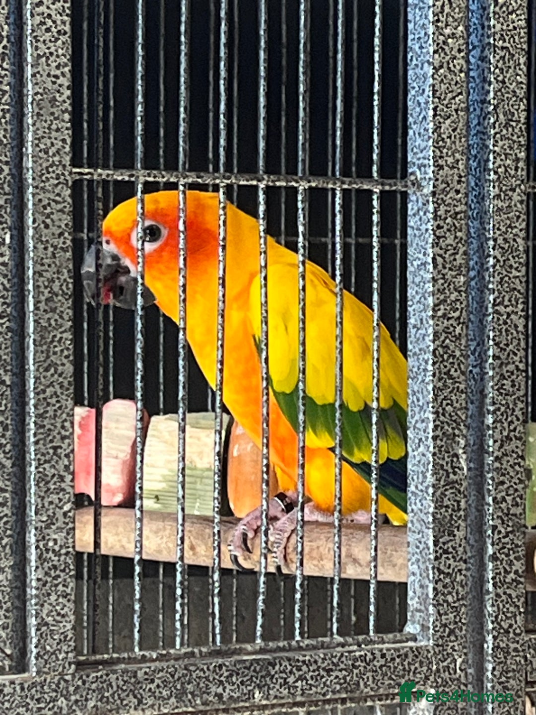 Conures birds for sale: Pair of sun conures  - Image 3