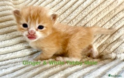 Maine Coon cats for sale: Beautiful, full Maine Coon Kittens. - Image 5