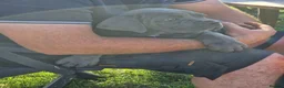 Cane Corso dogs for sale: Absolutely stunning Cane Corso’s  - Advert 8