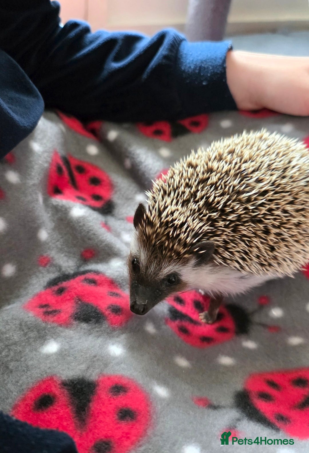 Pygmy Hedgehog rodents for sale: African Pygmy Hedgehog Male 9 months - Advert 2