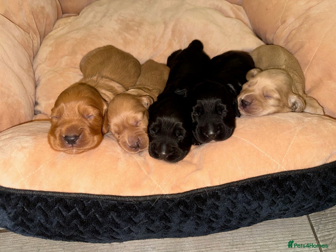 Cocker Spaniel dogs for sale: Beautiful litter of Cocker Spaniel puppies from - Advert 2