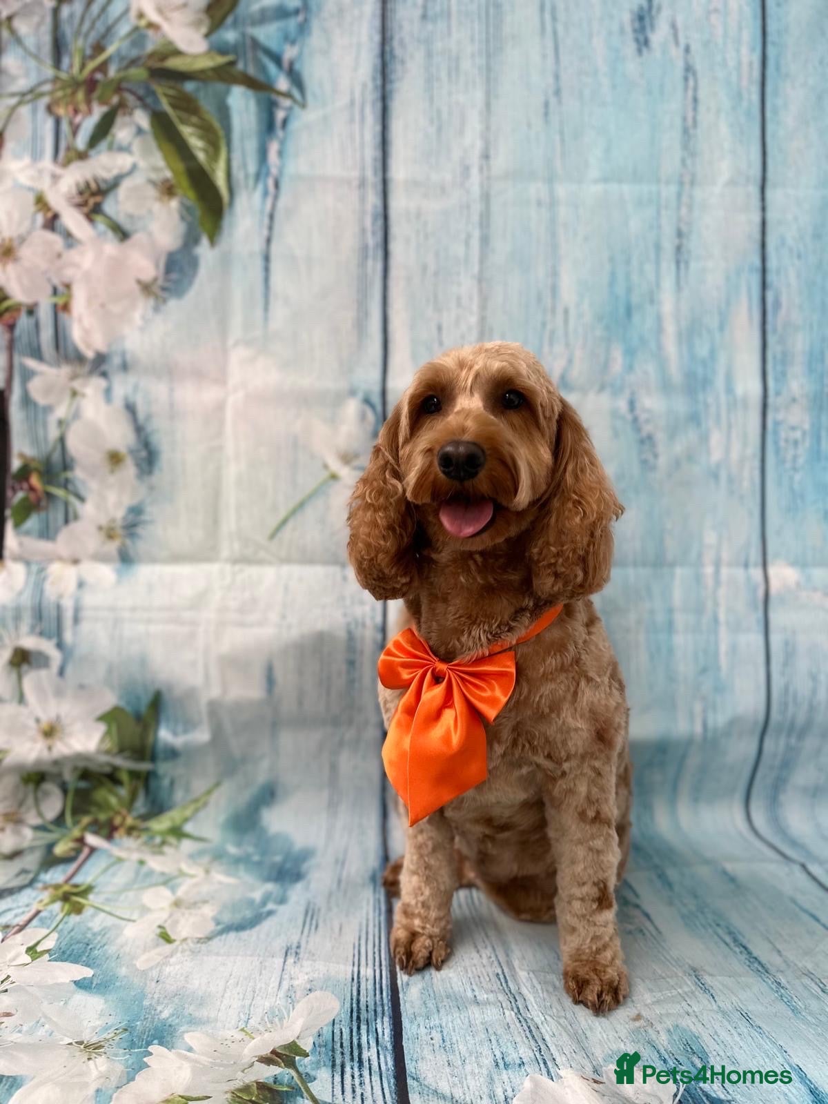 Cockapoo dogs for sale: Stunning F1B cockapoo puppies  - Advert 5